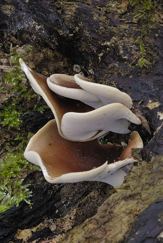Polyporus badius